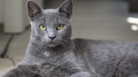 Majestic Grey Cat Relaxing at Home wallpaper
