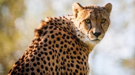 Majestic Cheetah in Natural Habitat wallpaper