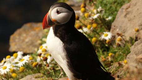 Colorful Atlantic Puffin in Natural Habitat wallpaper