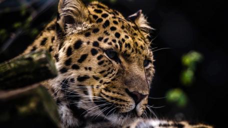 Majestic Leopard in Serenity wallpaper