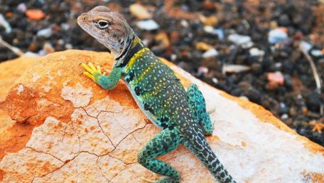 Colorful Lizard on a Rocky Surface wallpaper