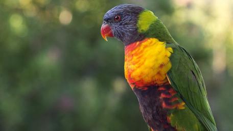 Vibrant Rainbow Lorikeet in Nature's Embrace wallpaper