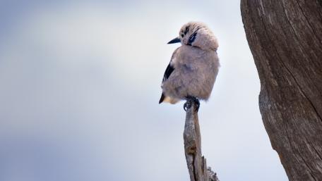 Gentle Bird Perched on a Branch wallpaper