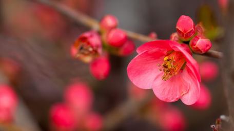 Blooming Pink Blossoms on a Delicate Twig wallpaper