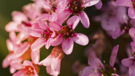 Delicate Pink Blossoms in Bloom wallpaper