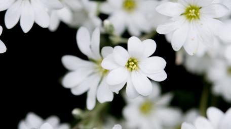 Delicate Beauty of White Flowers wallpaper