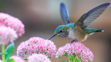 Graceful Hummingbird Hovering Among Pink Blossoms wallpaper