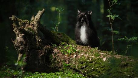 Majestic Dog in a Serene Forest Scene wallpaper