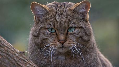 Majestic Wildcat with Striking Eyes wallpaper