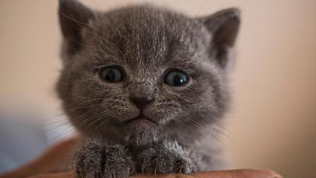 Charming Gray Kitten Portrait wallpaper