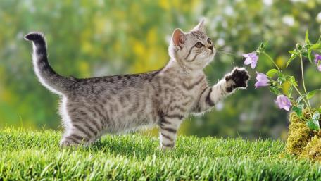 Curious Kitten Reaches for Flower Blooms wallpaper