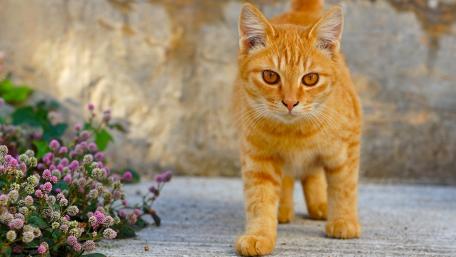 Curious Red Cat in Garden Setting wallpaper