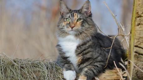 Majestic Feline in Natural Splendor wallpaper