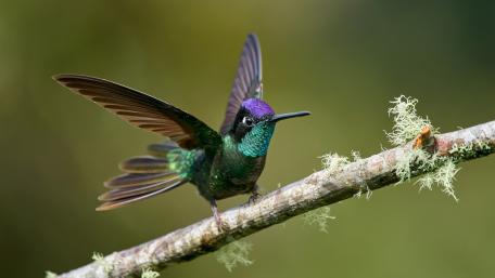 Hummingbird Elegance in Nature's Splendor 4K wallpaper