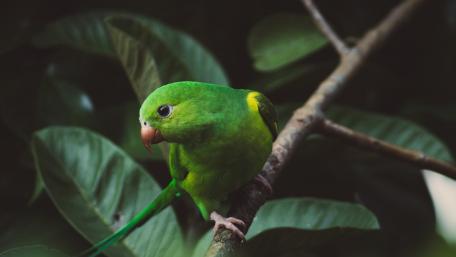 Green Parrot in Lush Foliage wallpaper