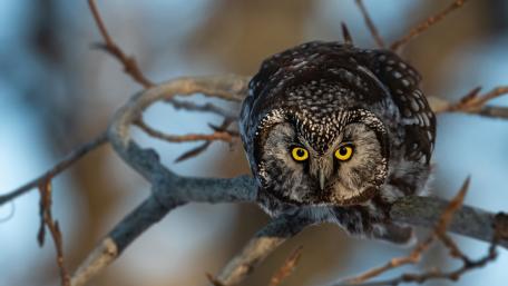Majestic Owl Observing Its Surroundings wallpaper