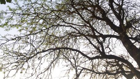 Tree branches wallpaper