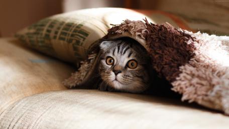 Cozy Hideaway of a Curious Cat wallpaper