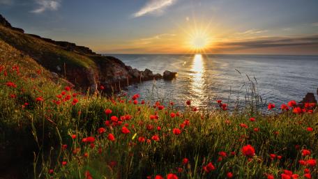 Sunset over Coastal Poppy Fields. wallpaper