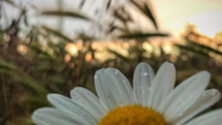 Daisy with sunset wallpaper