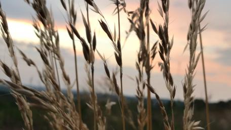 Golden Grasses at Sunset Glow Softly wallpaper