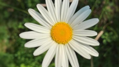 Daisy wallpaper