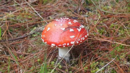 Mushroom in Chingaza National Natural Park wallpaper