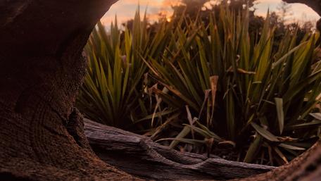Wood with sunset wallpaper
