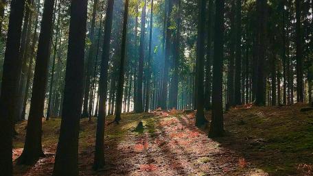 Sunlight in forest wallpaper