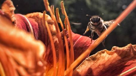 Flower with bee wallpaper
