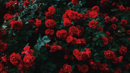 Red rose bush wallpaper