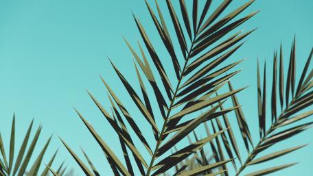 Palm leaves wallpaper