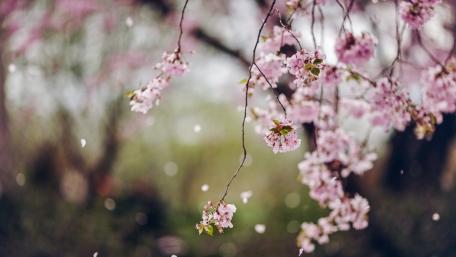 Spring Blossom Elegance in Bloom wallpaper