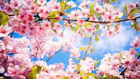Spring Blossoms in Full Bloom wallpaper