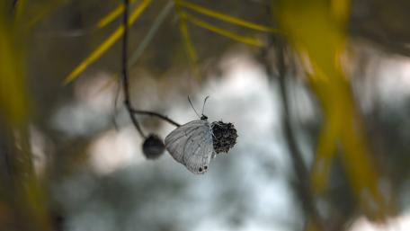 Cute Butterfly wallpaper