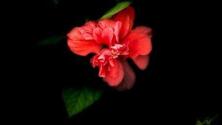 Vibrant Red Flower Against Black Background wallpaper