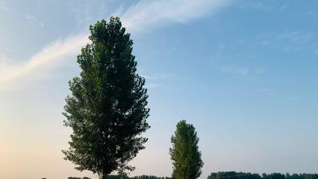 Tree and sky wallpaper
