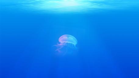 Serene Blue Jellyfish Swimming in the Depths wallpaper