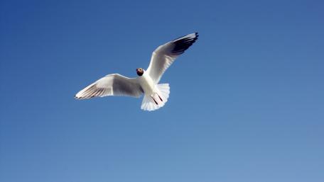 Seagull Soaring Under a Clear Blue Sky wallpaper
