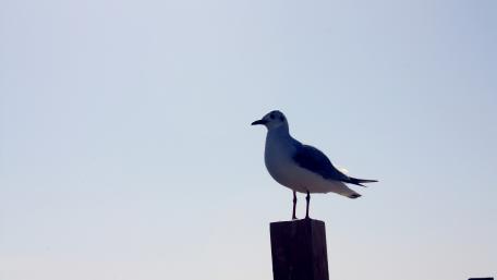 Majestic Seagull Silhouette Against Clear Sky wallpaper