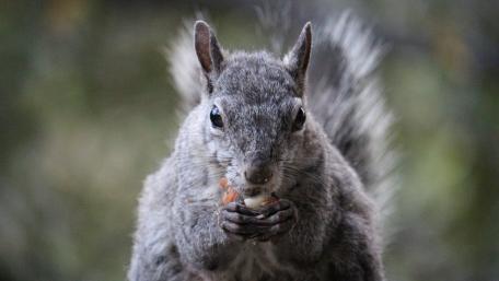 Squirrel wallpaper