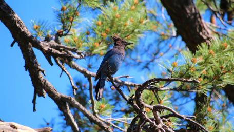 Steller's Jay wallpaper