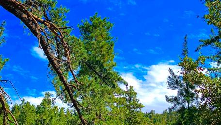 Green trees and a blue sky wallpaper