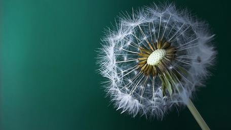 Dandelion Macro Photography wallpaper
