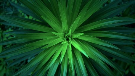 Vibrant Green Abstract Plant Photography wallpaper