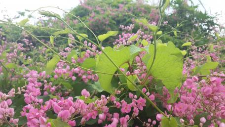 Wild Vines wallpaper