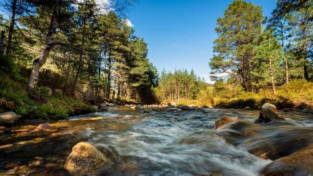 Serene Forest Stream Under Clear Blue Skies wallpaper