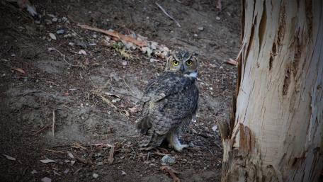 Great Horned Owl wallpaper