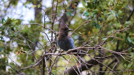 Steller's Jay wallpaper