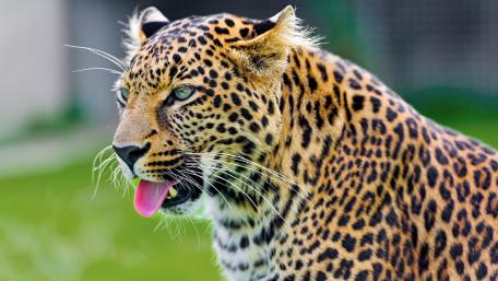 Jaguar wallpaper